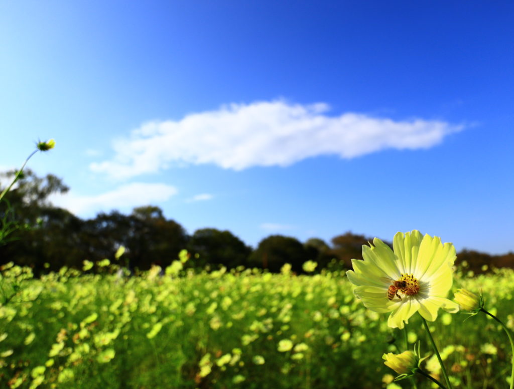 キヤノンEOSM100純正広角レンズEF-M11-22mm F4-5.6 IS STM