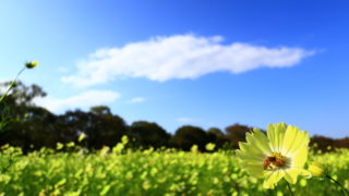 キヤノンEOSM100純正広角レンズEF-M11-22mm F4-5.6 IS STM