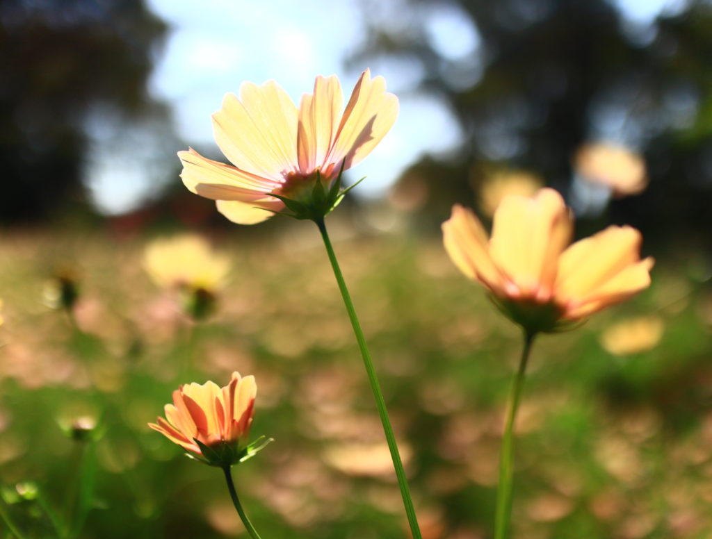 キヤノン単焦点レンズEF-M22mm F2 STM