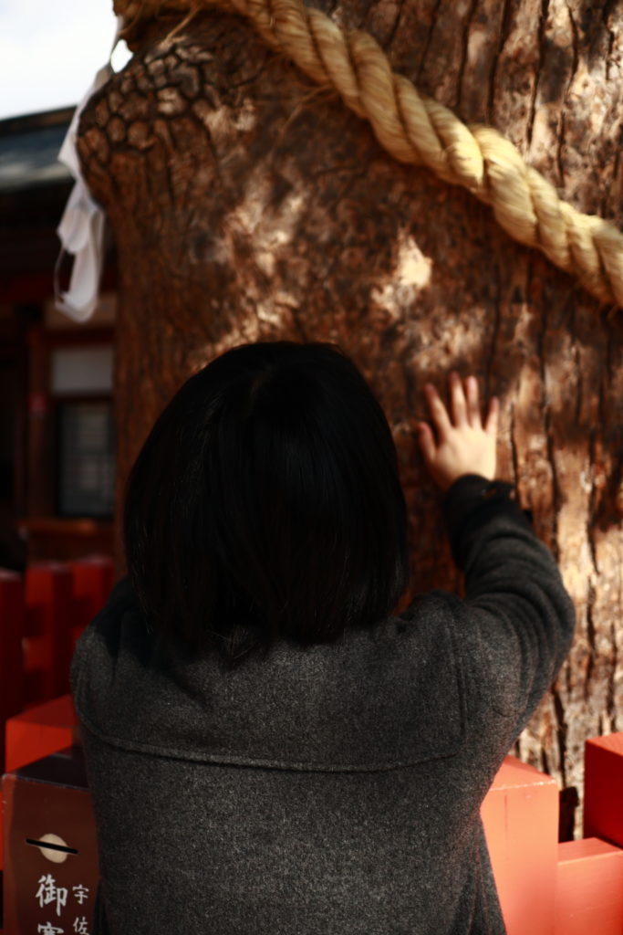 宇佐八幡宮、エグザイルUSAさん願掛けのご神木