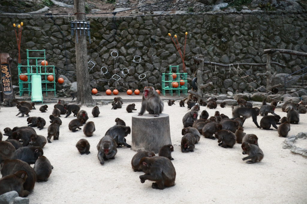 高崎山のサル