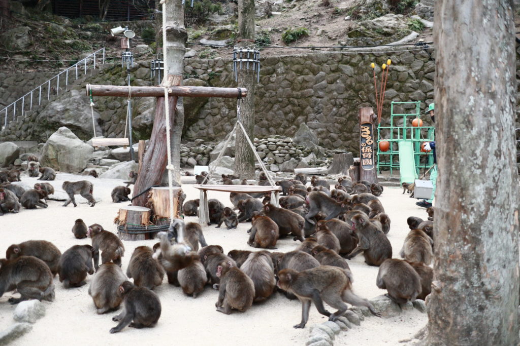 高崎山のサル