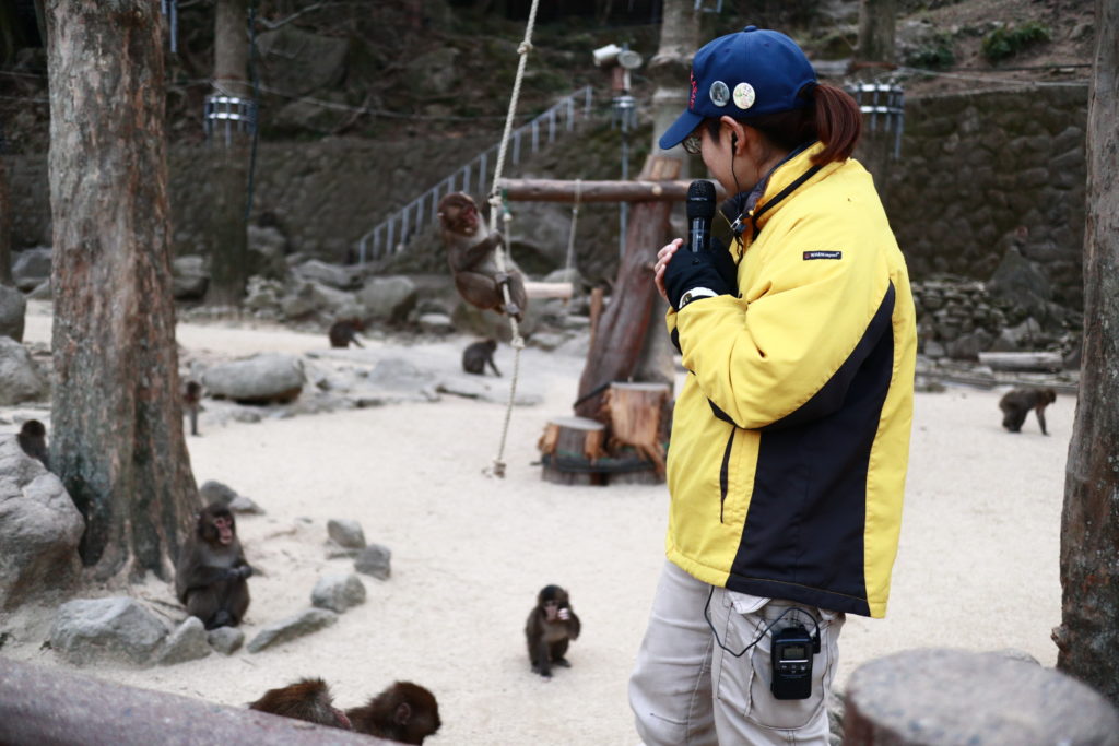 高崎山のサル