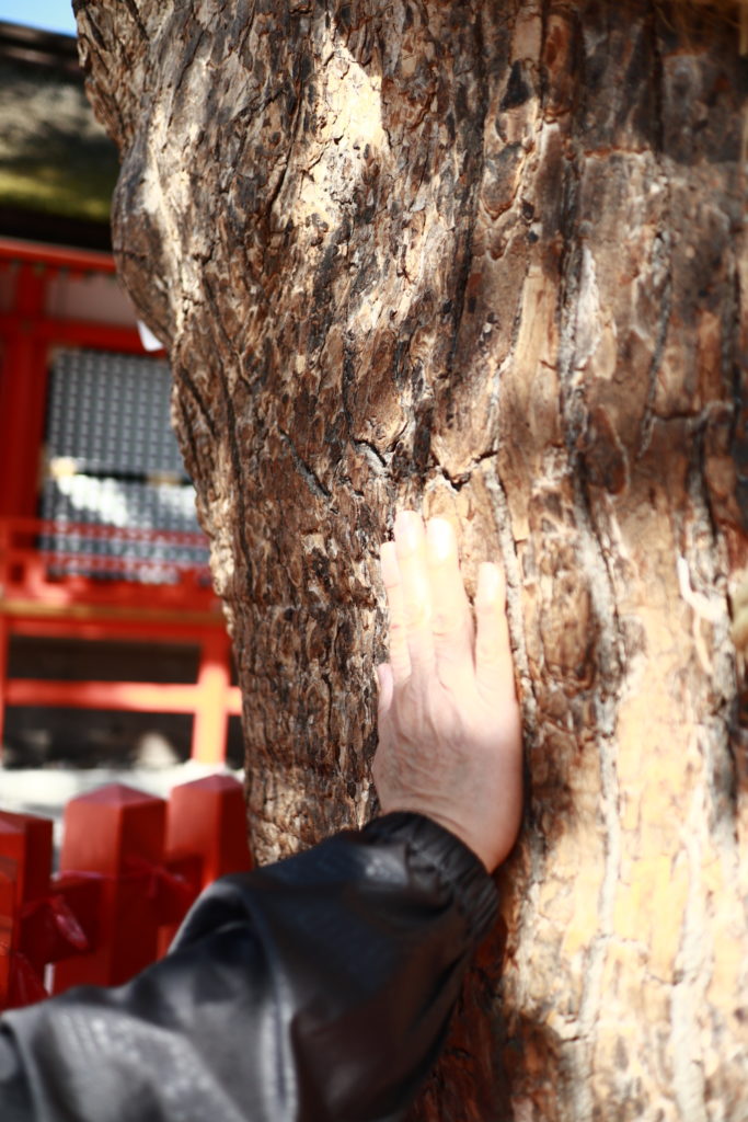 宇佐八幡宮、エグザイルUSAさん願掛けのご神木