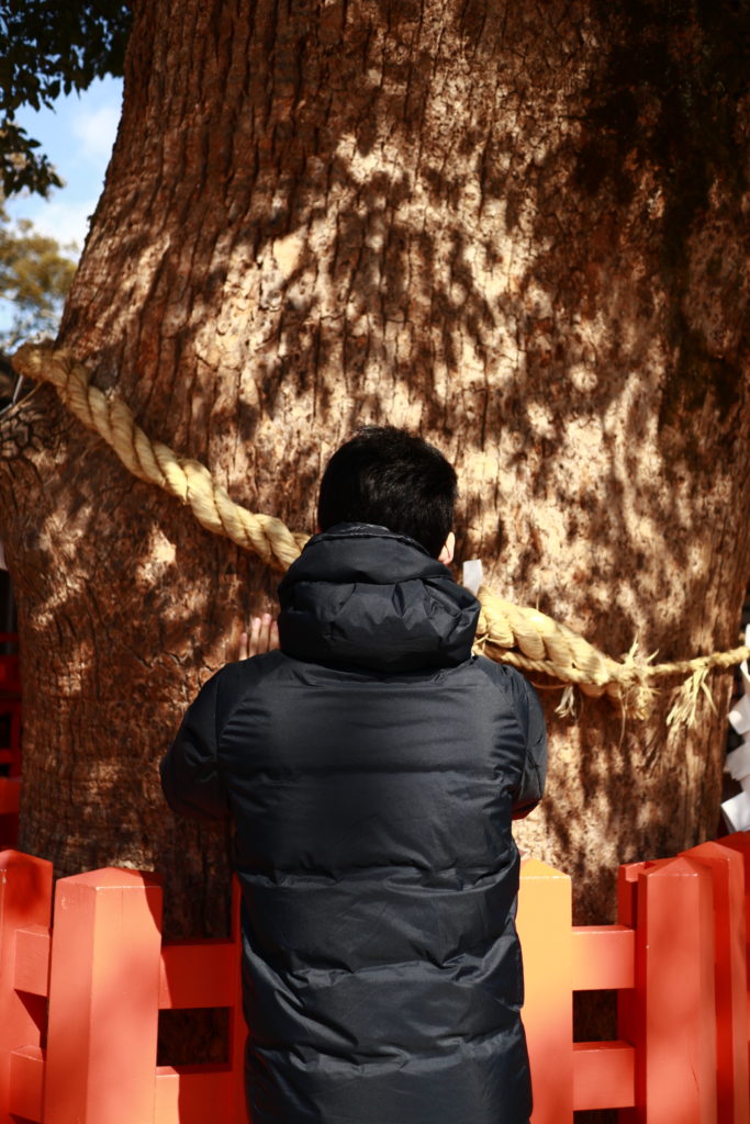 宇佐八幡宮、エグザイルUSAさん願掛けのご神木