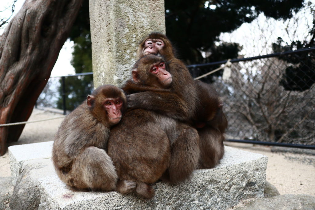 高崎山のサル