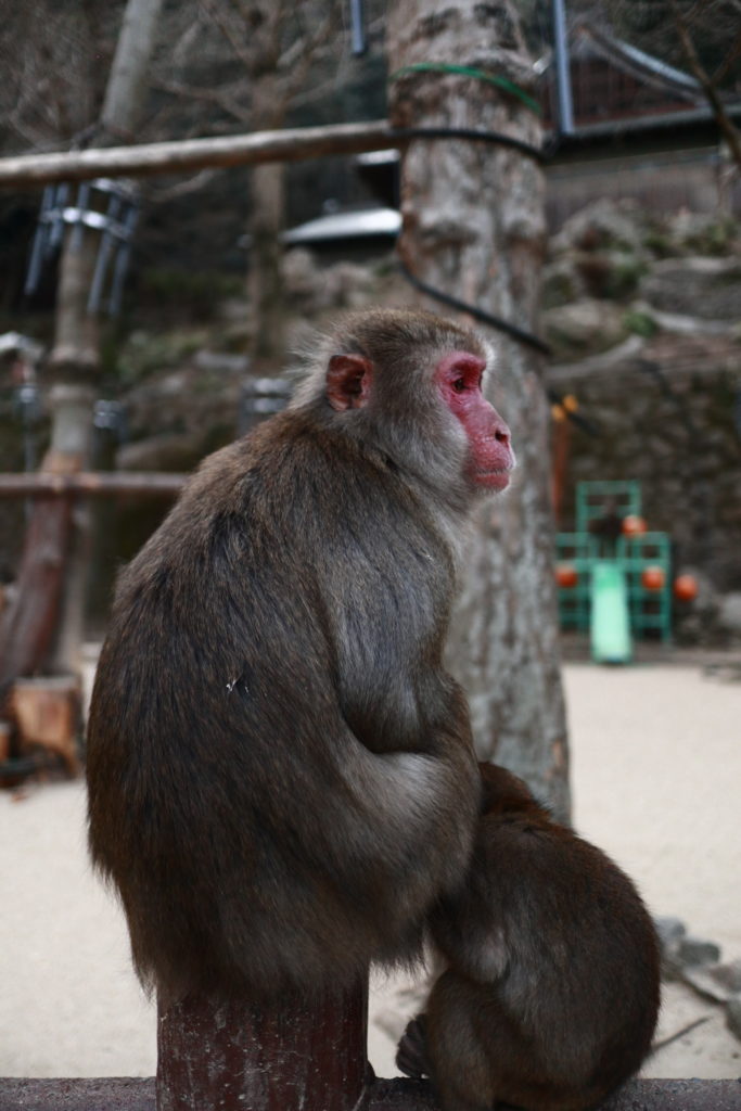 高崎山のサル