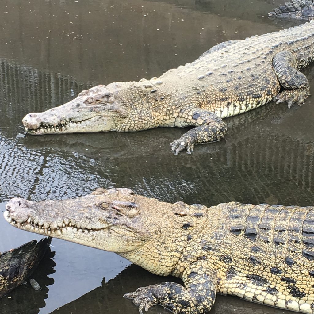 地獄めぐり鬼山温泉のワニ