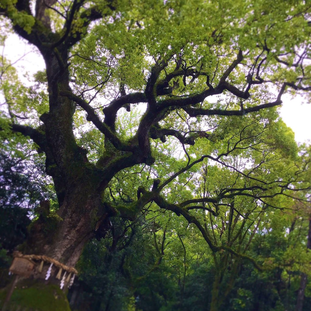 熱田神宮の大楠