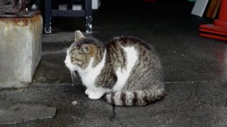 LeicaQ作例：沼津港「むすび屋」のネコ