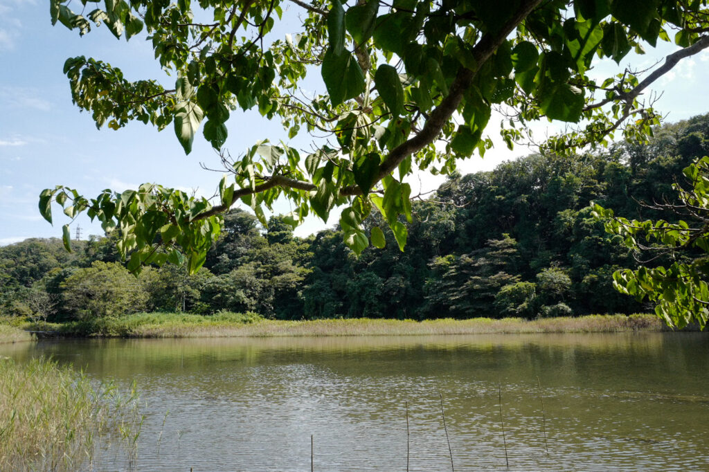 三浦半島1泊2日！お手軽旅 1日目「小網代の森」散策