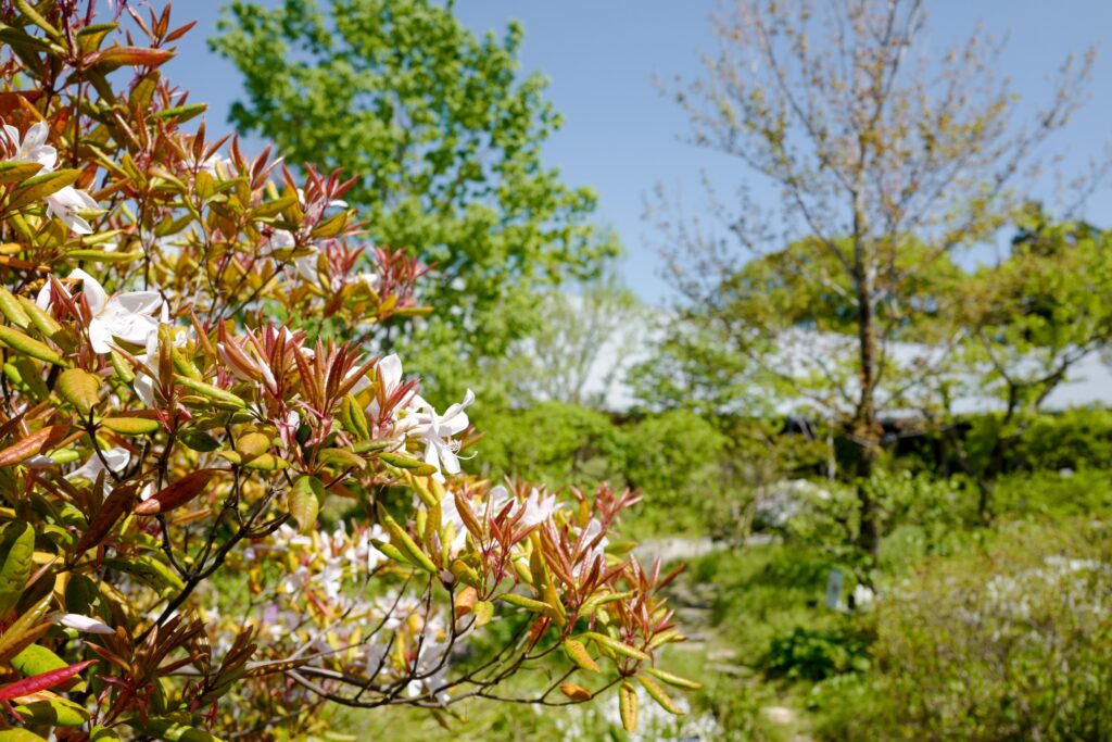 高知ひとり旅3泊4日：2日目：My遊バスで五台山展望台、竹林寺、牧野植物園へ