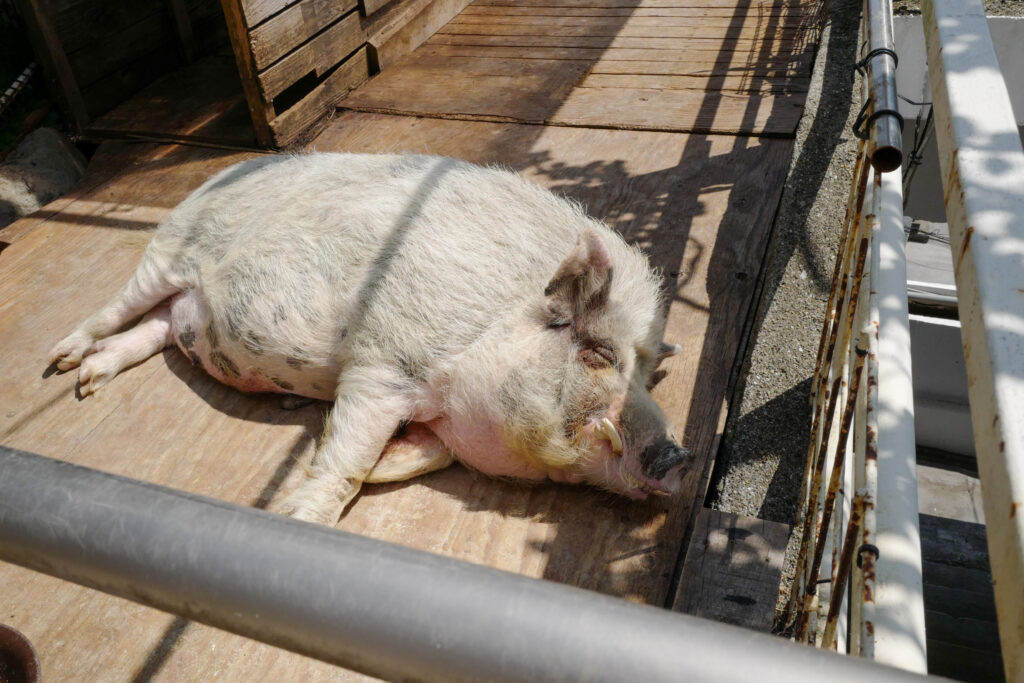 高知ひとり旅3泊4日：4日目：沢田マンション