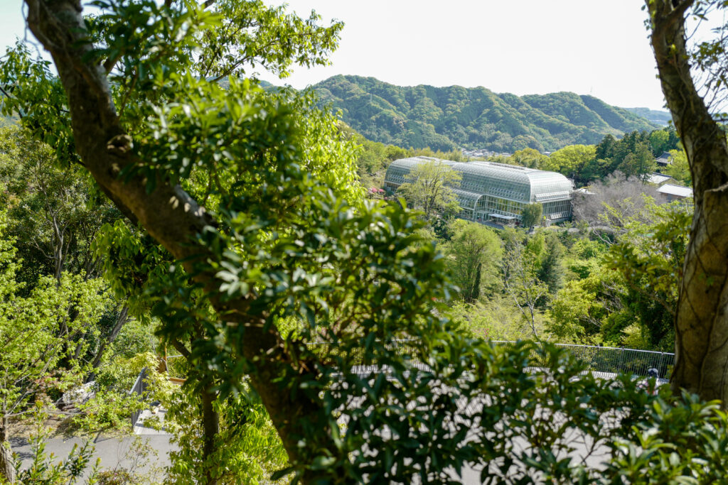 高知ひとり旅で行って良かった＆おいしかったお店10店まとめ（牧野植物園レストランアルブル）