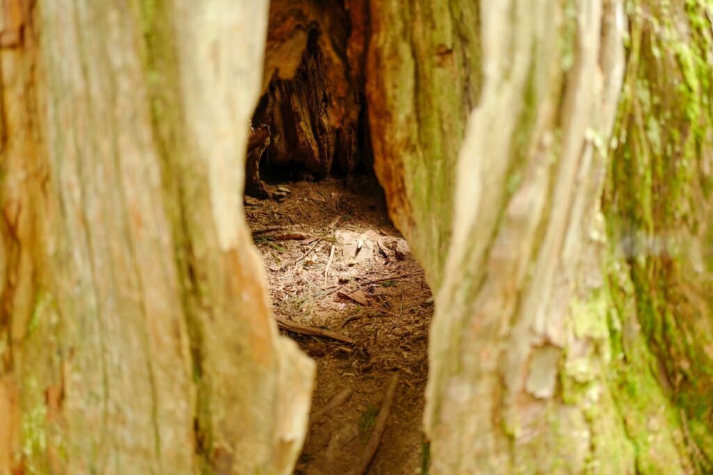 戸隠神社5社をレンタカーで巡る