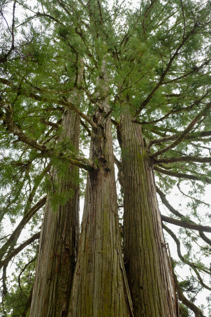 戸隠神社5社をレンタカーで巡る