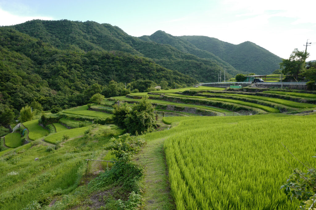 瀬戸内4泊5日旅の記録：2日目：中山千枚田