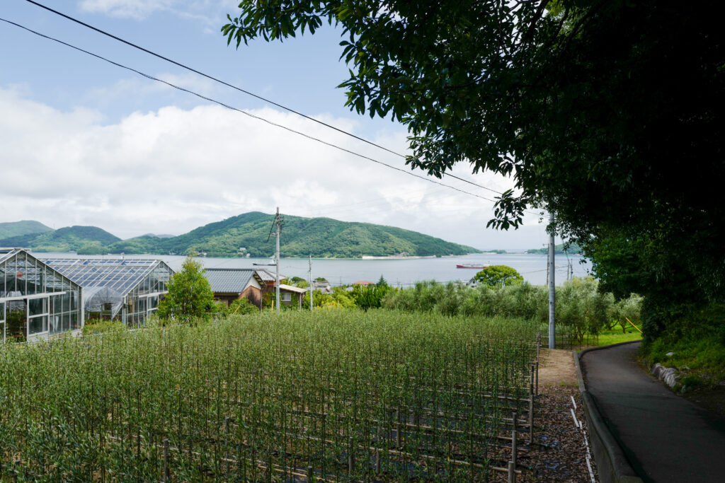 瀬戸内4泊5日旅の記録：2日目：オリーブビーチ、小豆島オリーブ園