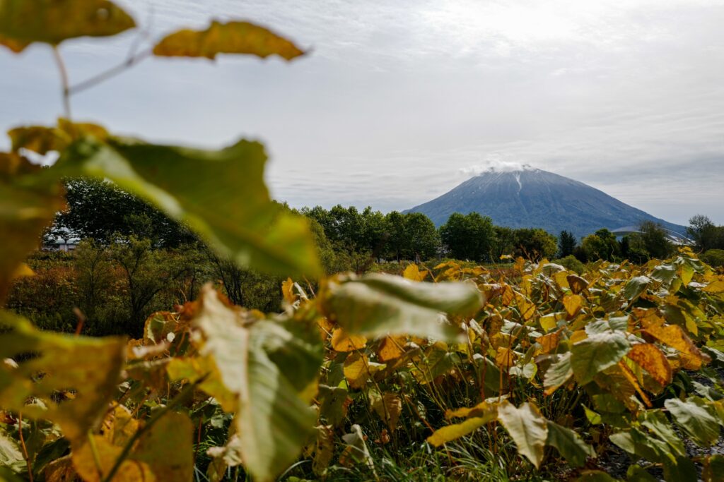 北海道6泊7日ひとり旅：3日目：倶知安駅 二世古酒蔵で試飲三昧