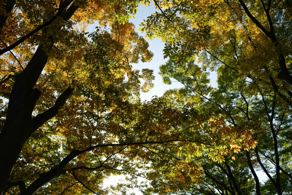 横浜でお手軽デイキャン！野島公園キャンプ場の紅葉