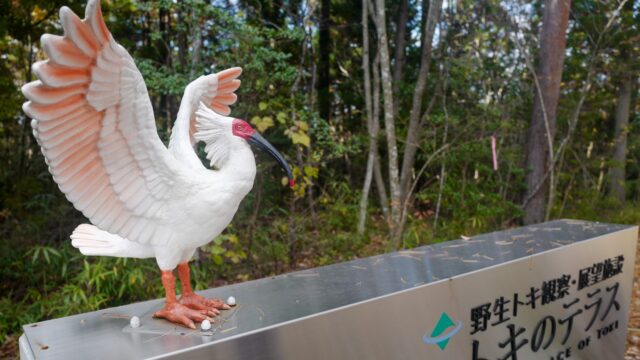 佐渡島夫婦ふたり旅：3日目：トキのテラスへ