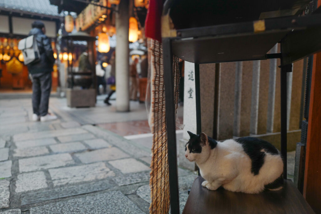 大阪3泊4日旅：4日目：法善寺横丁のネコ