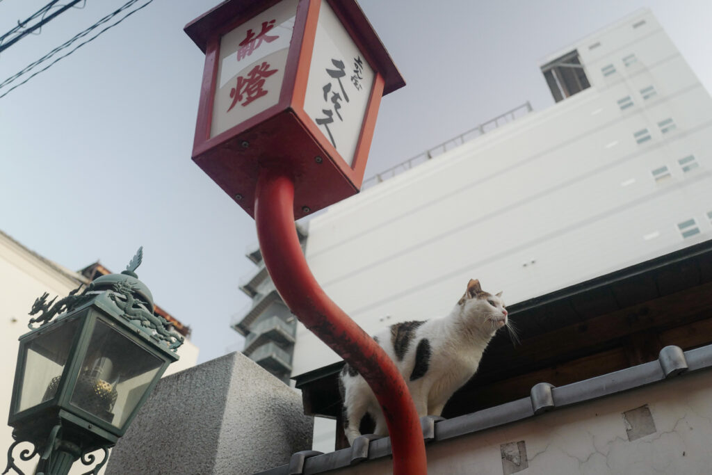 大阪3泊4日旅：4日目：法善寺横丁のネコ