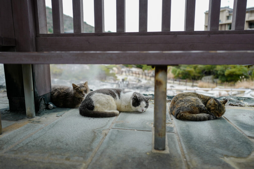 島原・天草4泊5日旅：1日目：雲仙地獄のネコ