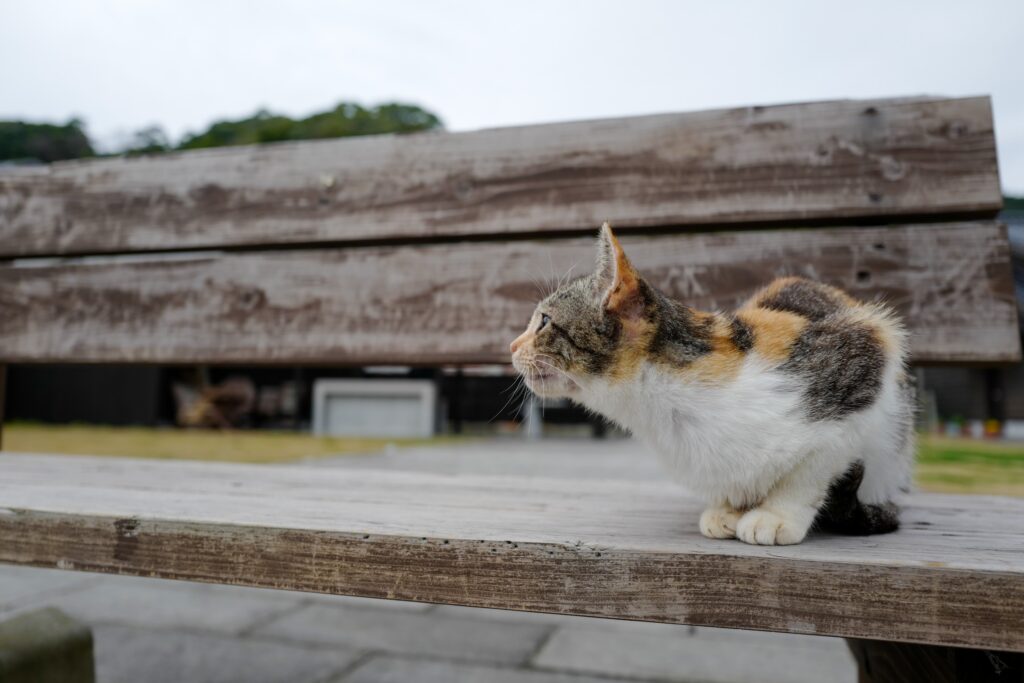 天草　崎津のネコ