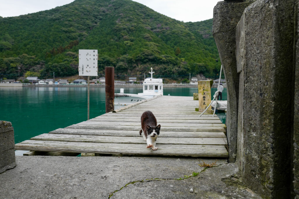 天草　崎津　トウヤ