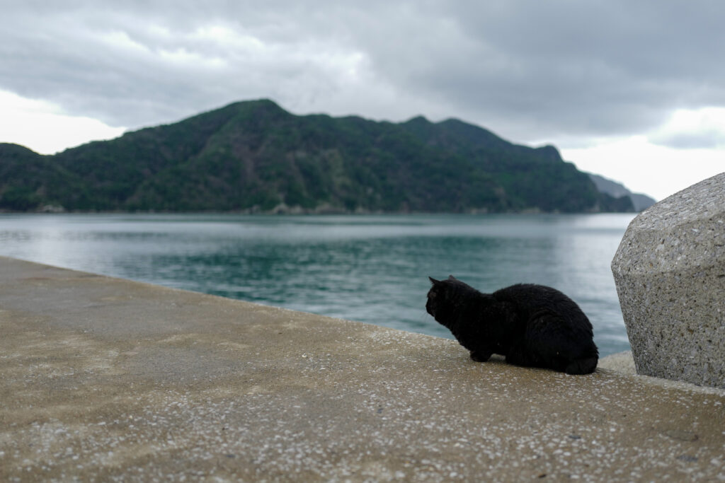 天草　崎津　海上マリア像の見える堤防のネコ