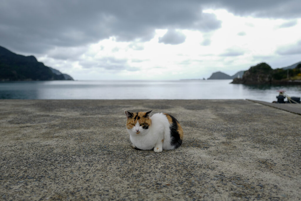 天草　崎津　海上マリア像の見える堤防のネコ