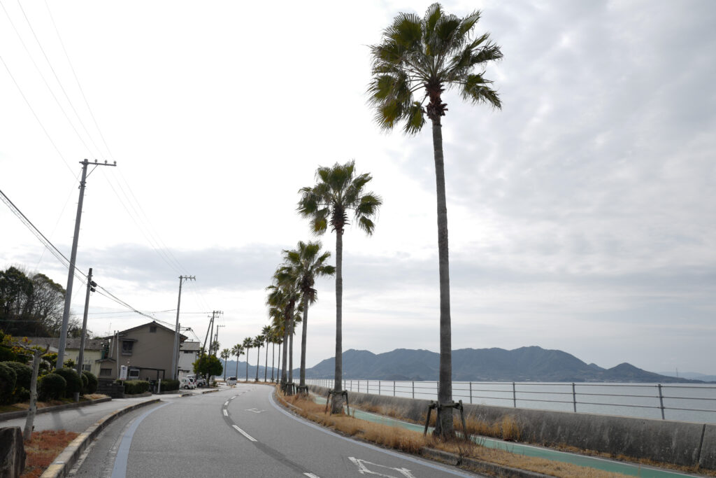 尾道・しまなみ海道4泊5日旅　2日目：しまなみ海道サイクリング　生口島　ヤシの木ロード