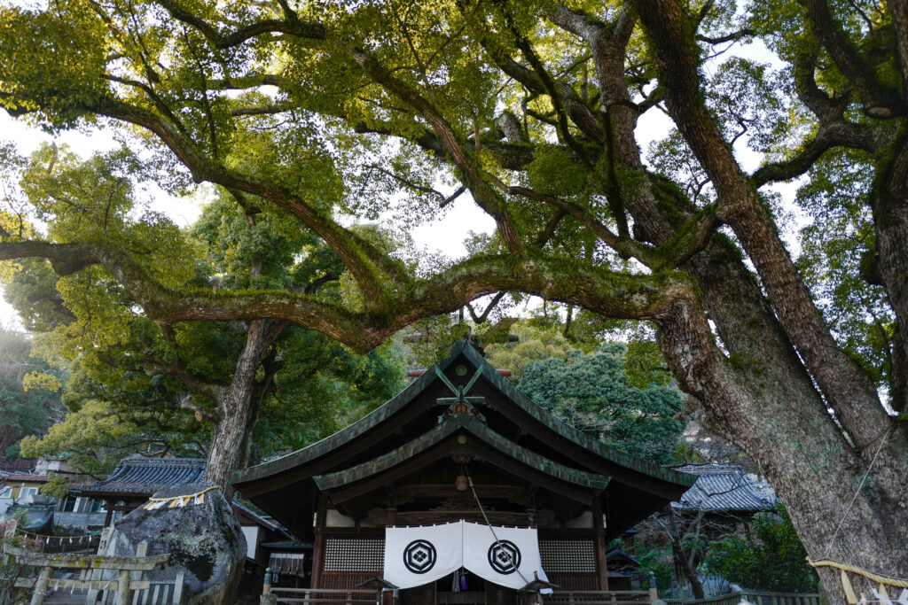 尾道・しまなみ海道4泊5日旅　1日目：尾道散策　艮神社のクスノキ