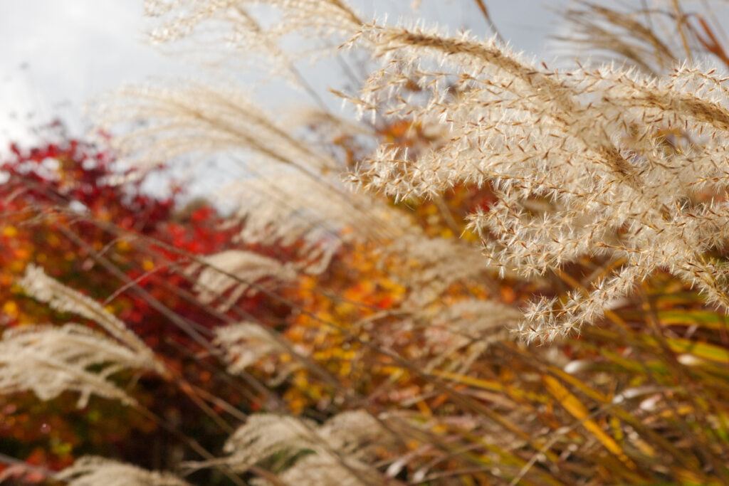 紅葉の穴場　湖畔で野点