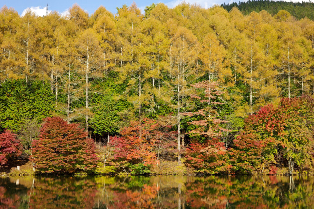 紅葉の穴場　湖畔で野点