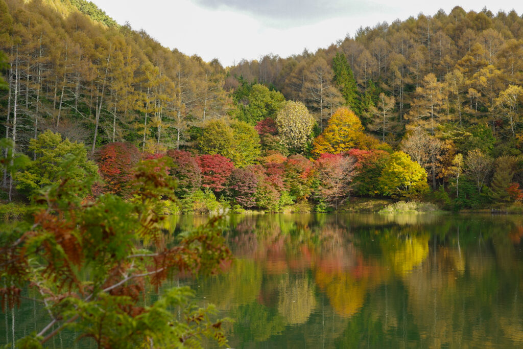 紅葉の穴場　湖畔で野点