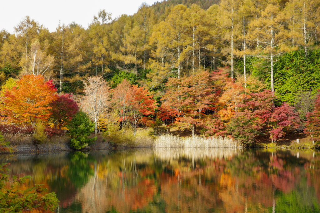 紅葉の穴場　湖畔で野点