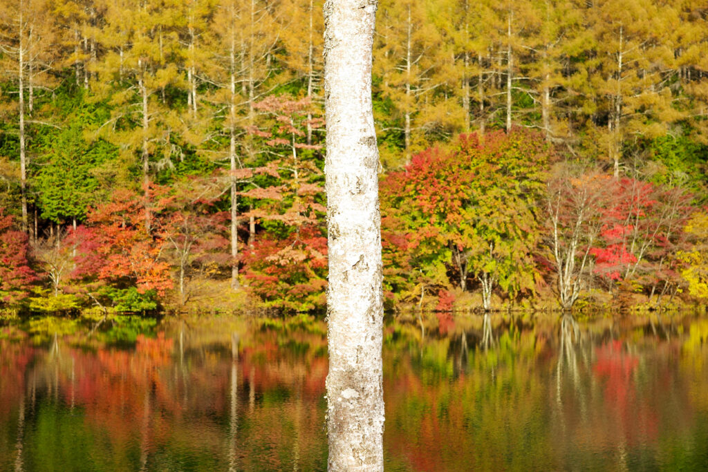 紅葉の穴場　湖畔で野点