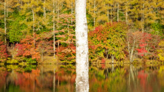 紅葉の穴場　湖畔で野点