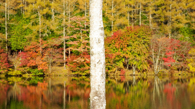 紅葉の穴場　湖畔で野点