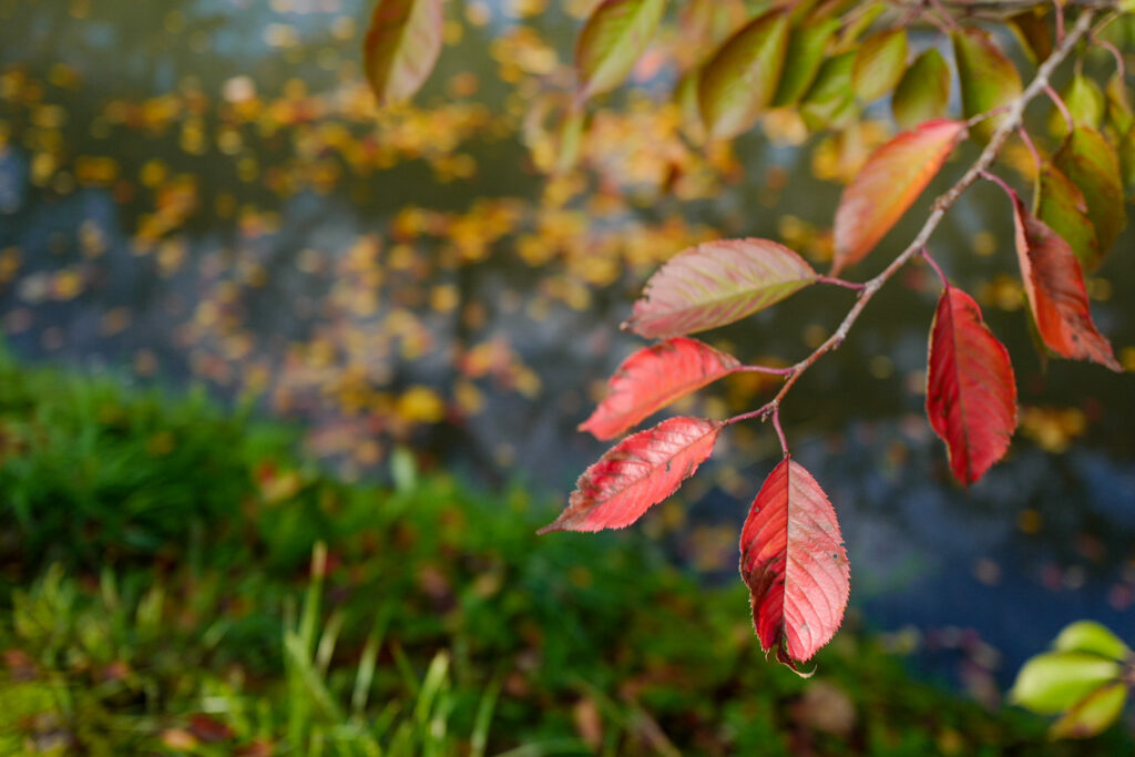 弘前城の紅葉