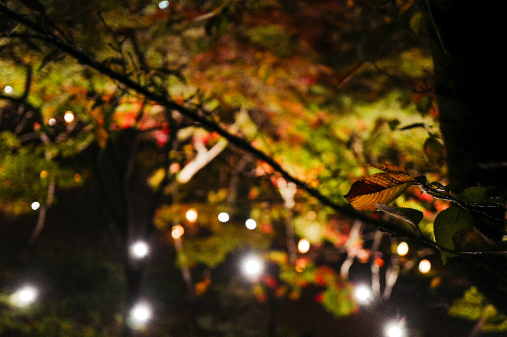 弘前城の夜の紅葉　比呂s会場聞くと紅葉まつりライトアップ