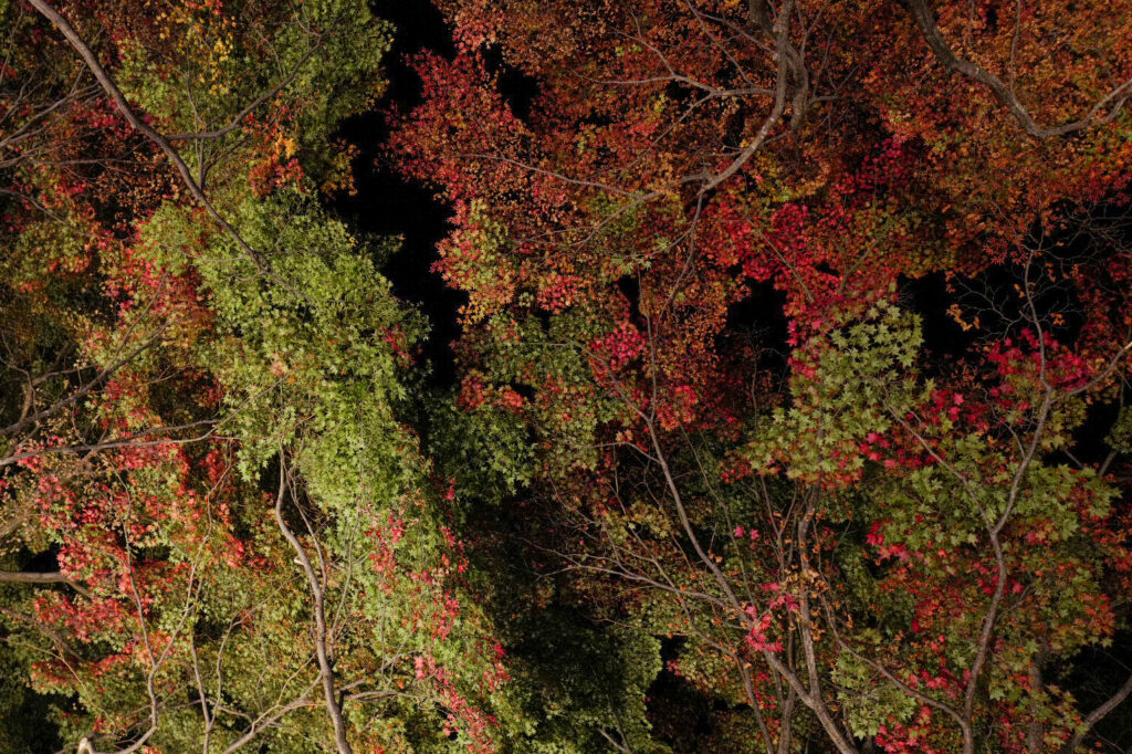 弘前城の夜の紅葉　比呂s会場聞くと紅葉まつりライトアップ