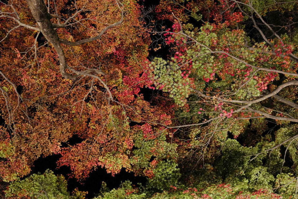 弘前城の夜の紅葉　比呂s会場聞くと紅葉まつりライトアップ