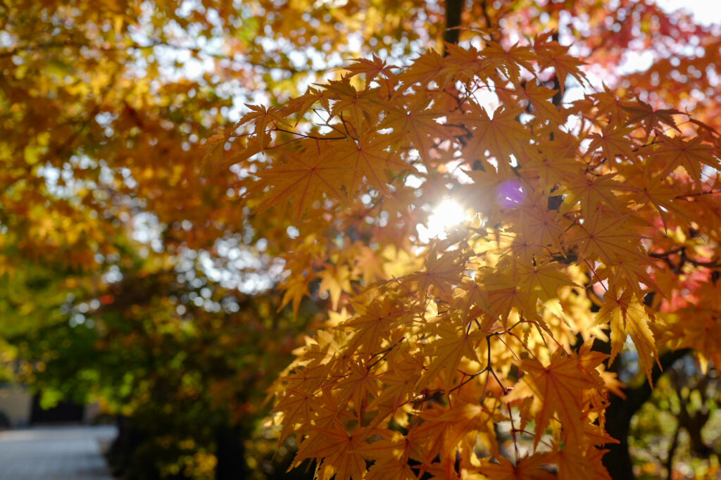 弘前レンタサイクル散策　最勝院　紅葉