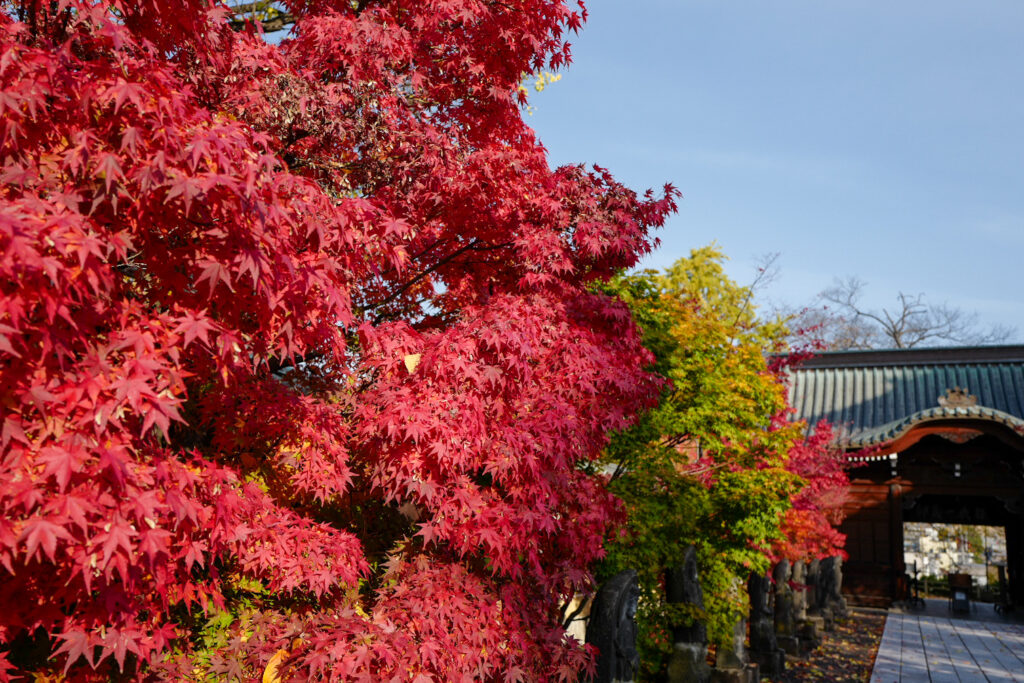 弘前レンタサイクル散策　最勝院　紅葉