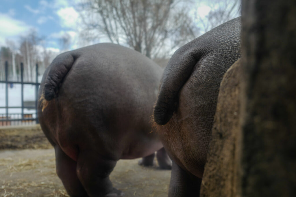 紋別・旭川3泊4日旅。4日目。旭山動物園　カバ