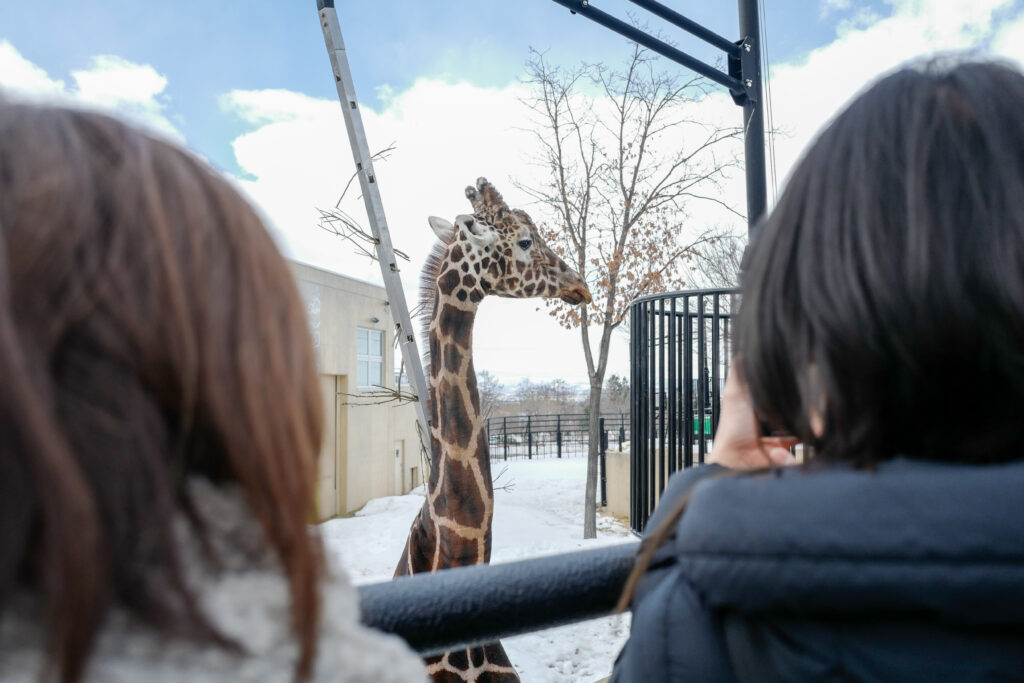 紋別・旭川3泊4日旅。4日目。旭山動物園　キリン