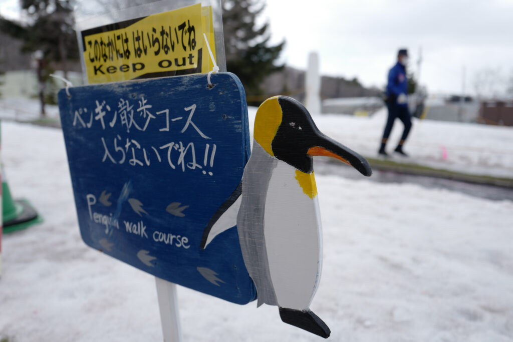 紋別・旭川3泊4日旅。4日目。旭山動物園　ペンギンのお散歩